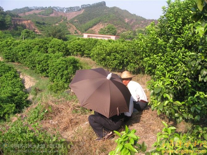 中国风水大师刘椰荣至清远佛冈勘测祖坟风水13.jpg